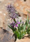 Stachys lavandulifolia