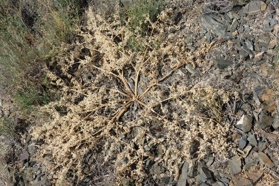 Изображение особи Ferula teterrima.