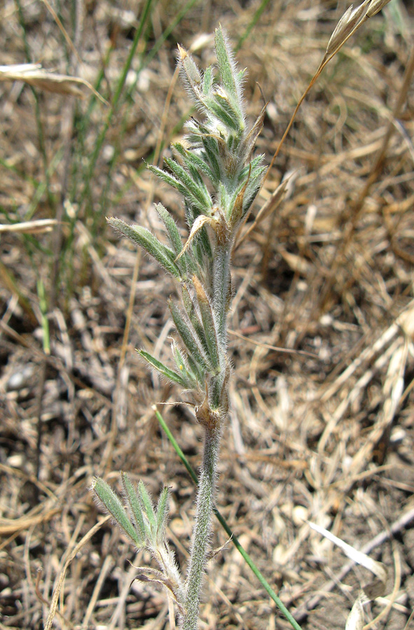 Изображение особи Medicago romanica.