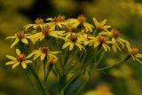 Senecio sarracenicus