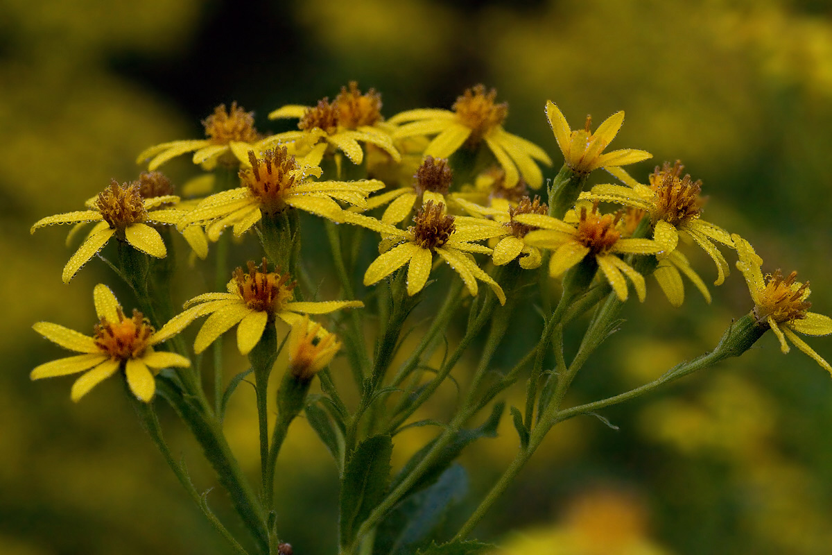 Изображение особи Senecio sarracenicus.