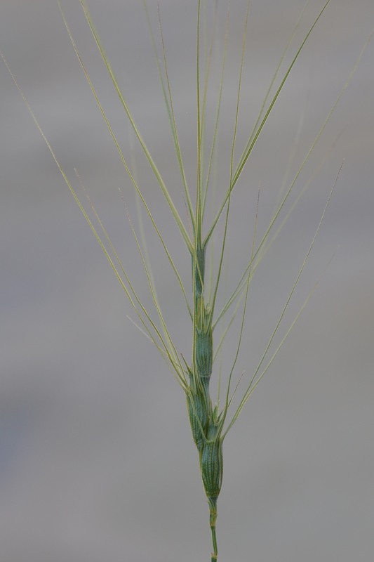 Изображение особи Aegilops triuncialis.