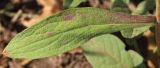 Inula britannica. Лист. Ростовская обл., Неклиновский р-н, Носовское с/п, балка Камышовая. 19.07.2013.