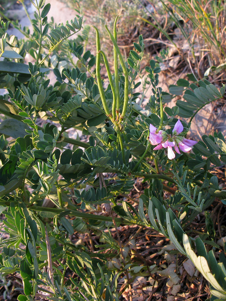 Image of Securigera varia specimen.