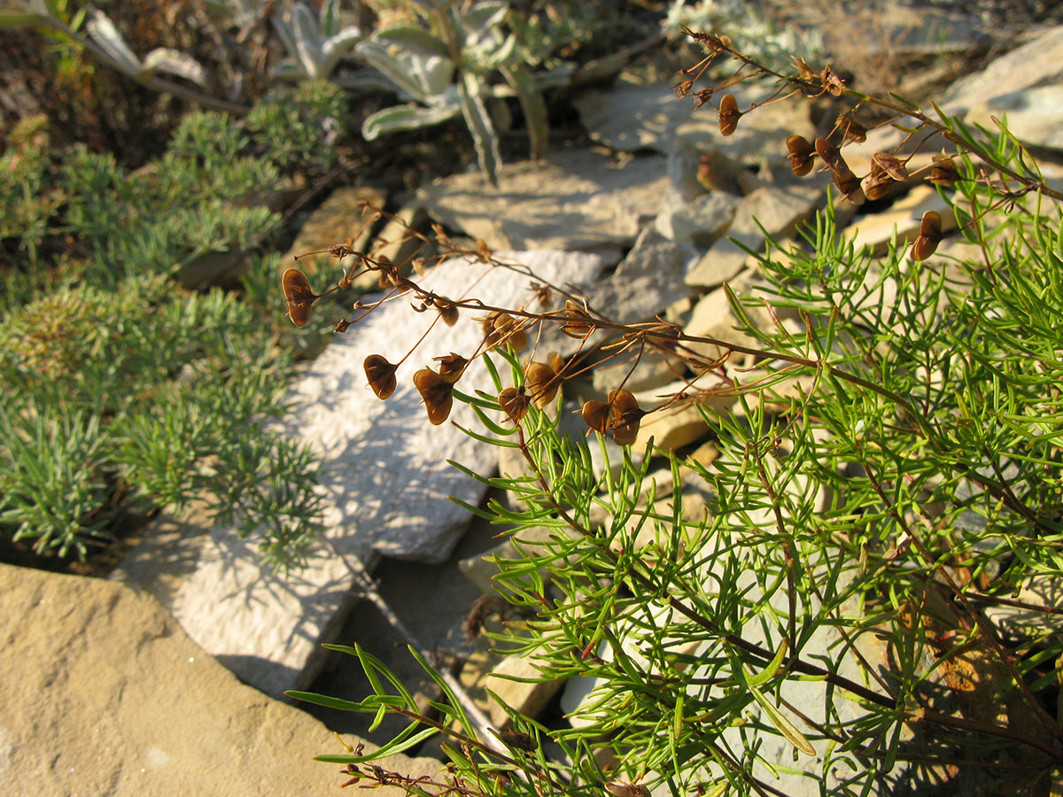 Image of Veronica filifolia specimen.