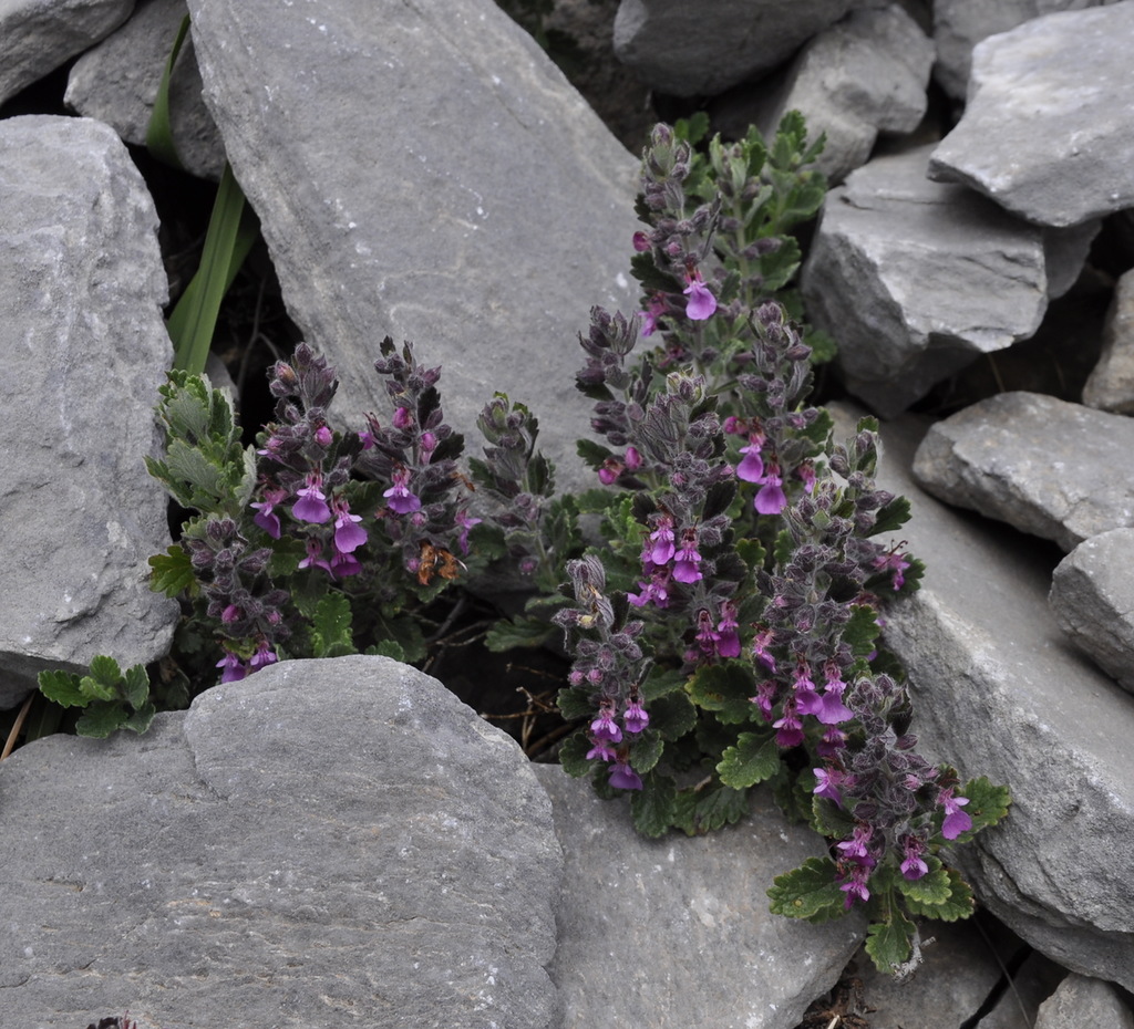 Изображение особи Teucrium chamaedrys ssp. olympicum.