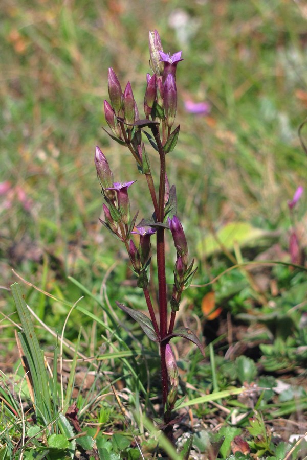 Image of Gentianella amarella specimen.