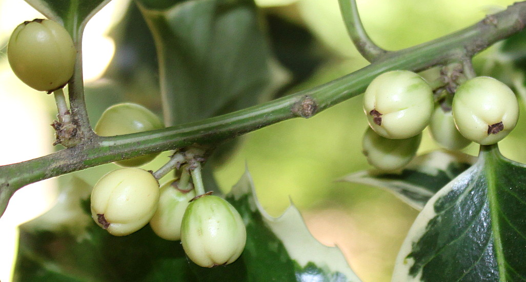 Изображение особи Ilex aquifolium.