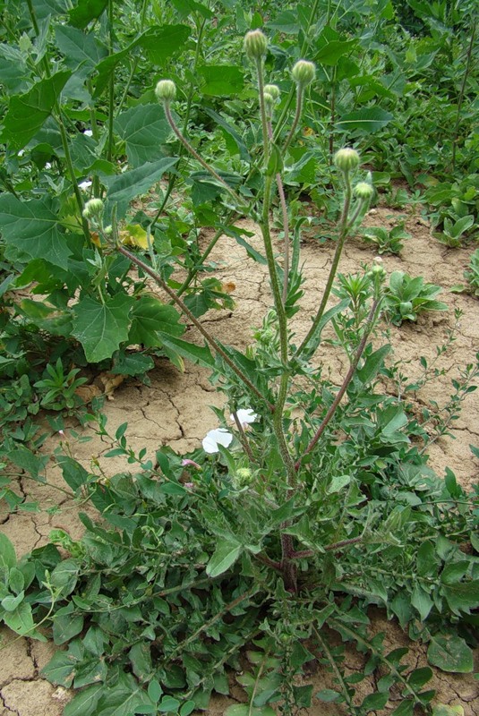 Image of Crepis foetida specimen.