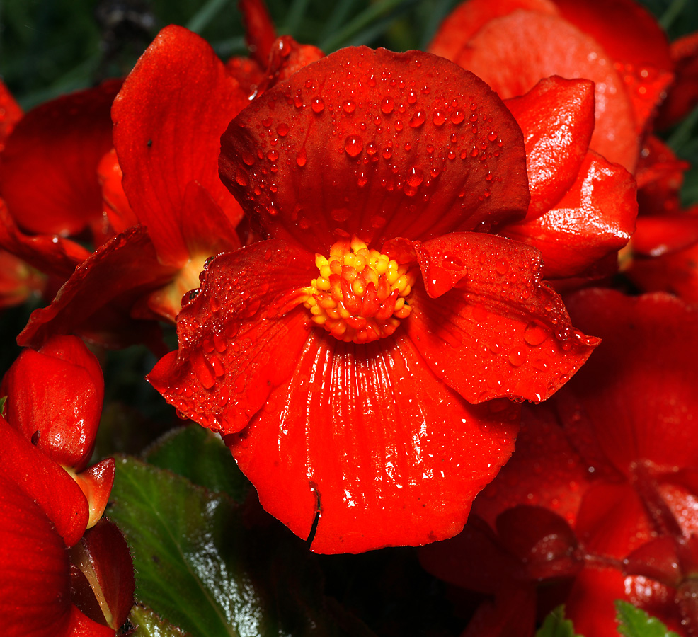 Изображение особи Begonia &times; tuberhybrida.