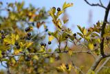 Crataegus atrofusca