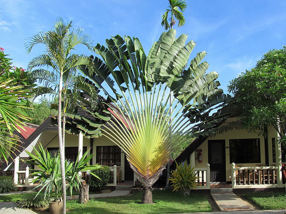 Image of Ravenala madagascariensis specimen.