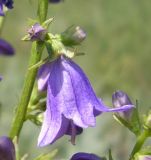 Campanula × spryginii