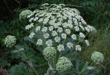 Heracleum stevenii