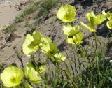 genus Papaver