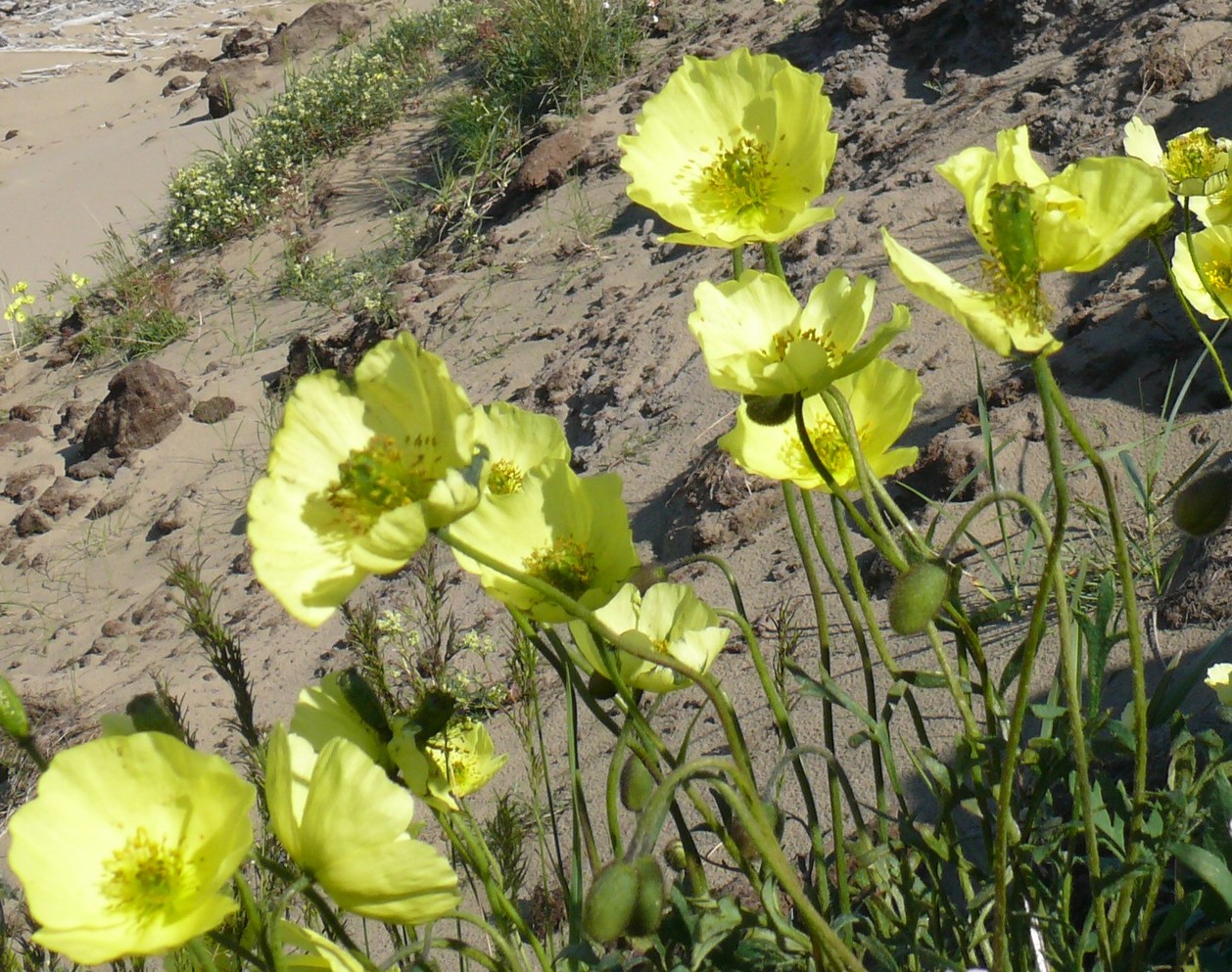 Изображение особи род Papaver.