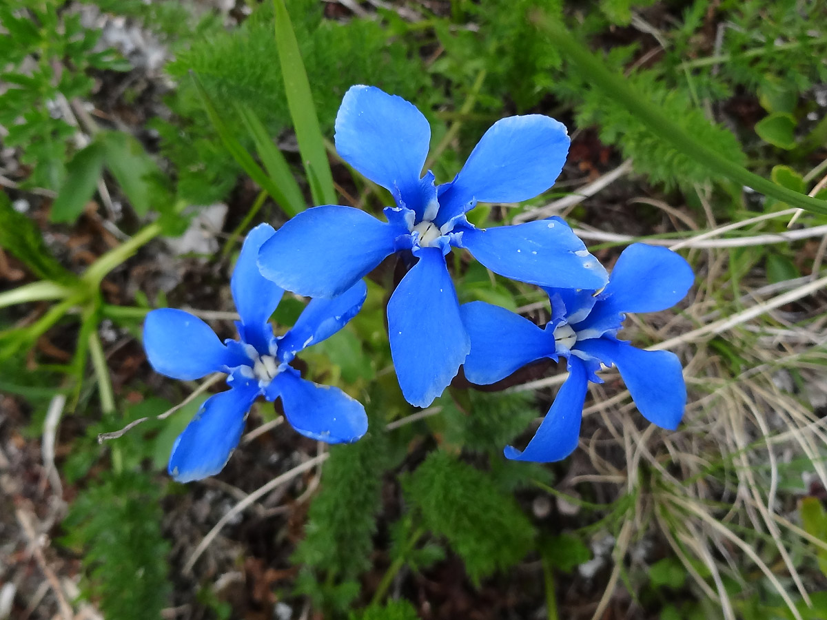 Image of Gentiana uniflora specimen.