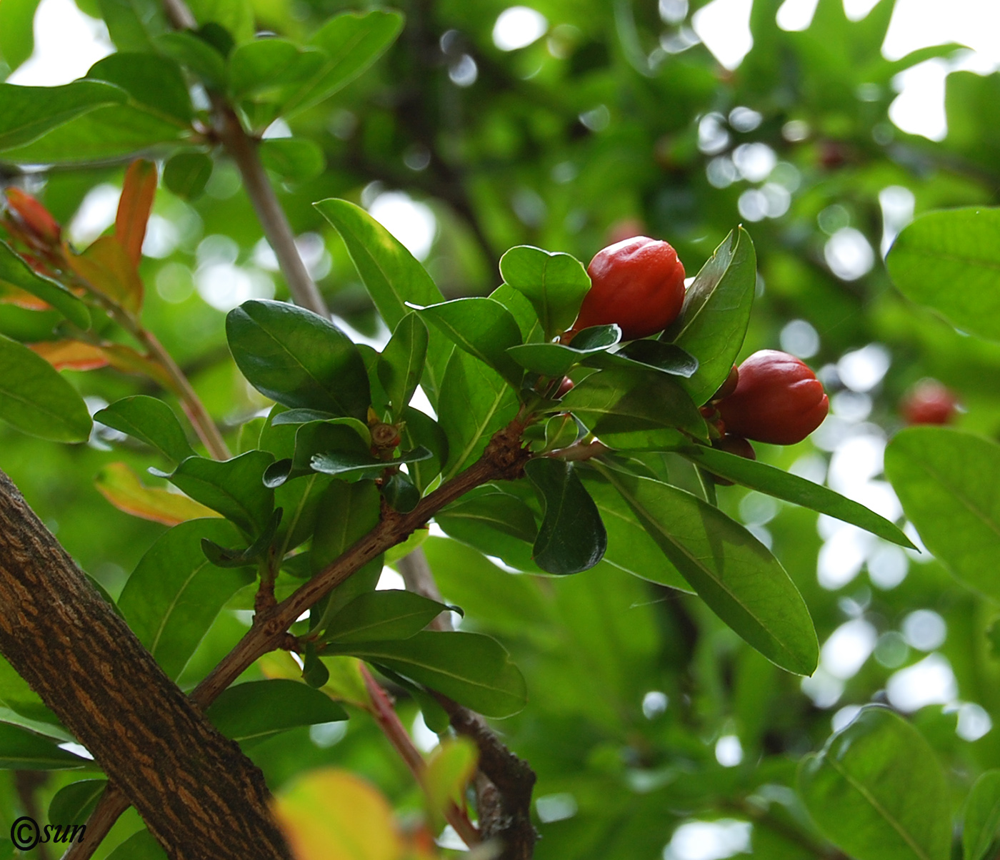 Image of Punica granatum specimen.