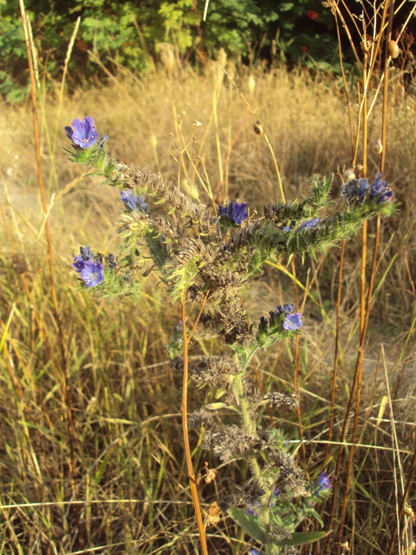 Изображение особи Echium vulgare.