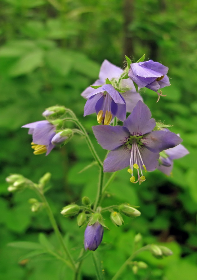 Image of Polemonium laxiflorum specimen.