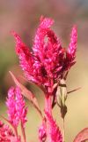 Celosia cristata. Верхушка побега с развивающимся соцветием. Черноморское побережье Кавказа, г. Новороссийск, в культуре. 23 ноября 2013 г.