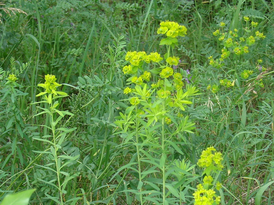 Изображение особи Euphorbia esula.