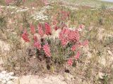 Astragalus schrenkianus