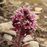 Petasites hybridus