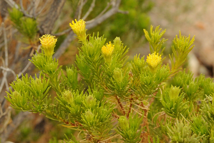 Image of Peucephyllum schottii specimen.