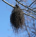 род Betula. \"Ведьмина метла\" на ветви. Санкт-Петербург, г. Петергоф. 13.05.2013.