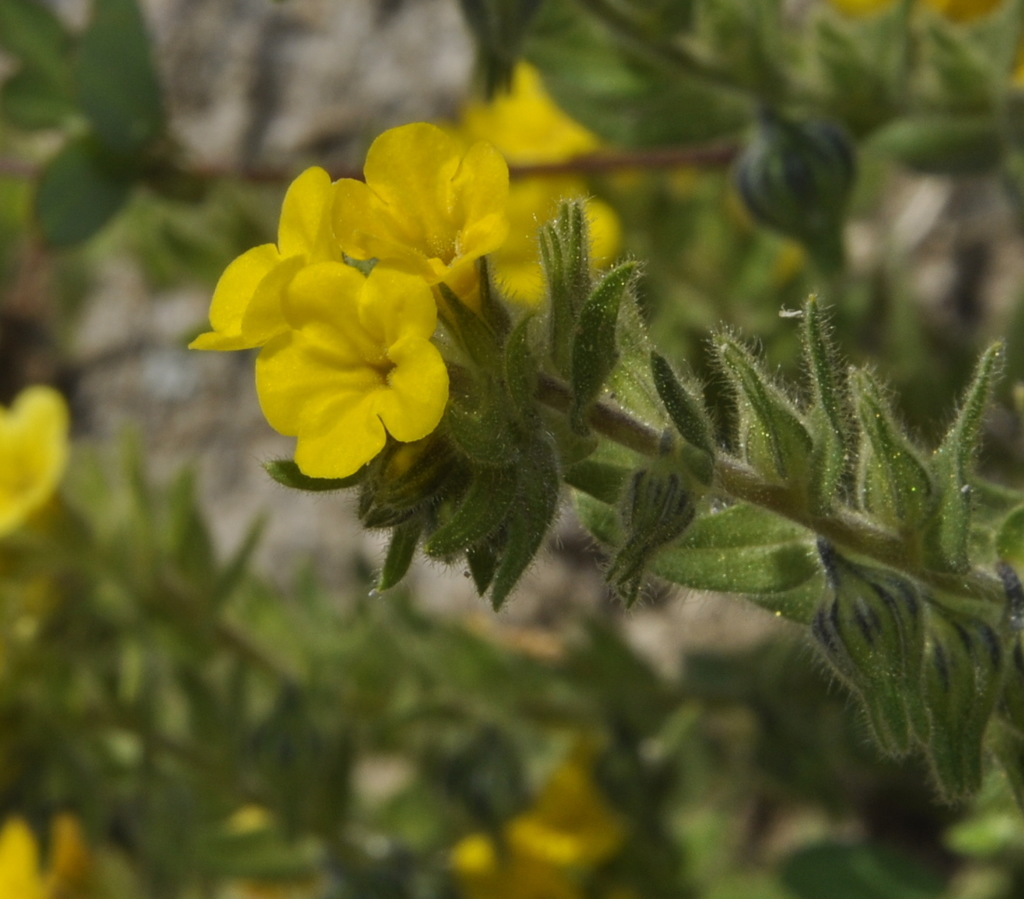 Image of Alkanna orientalis specimen.