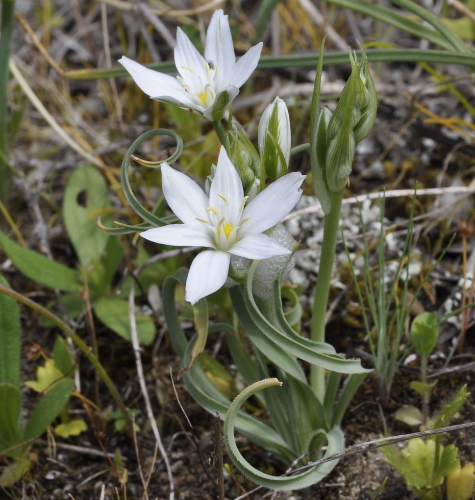 Image of Ornithogalum comosum specimen.