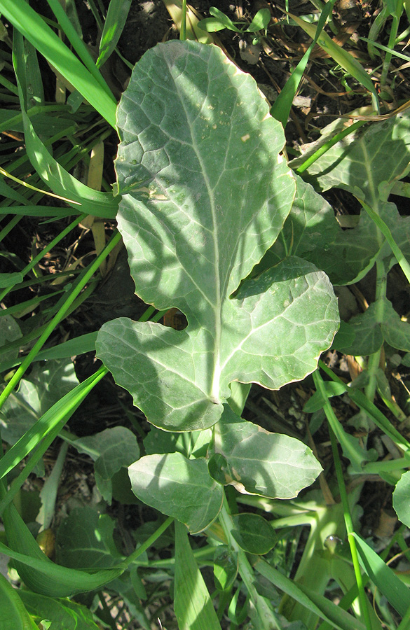 Image of Brassica napus specimen.