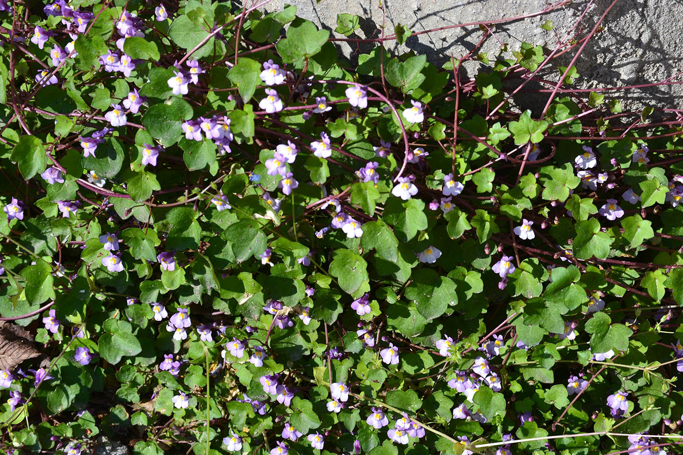 Изображение особи Cymbalaria muralis.