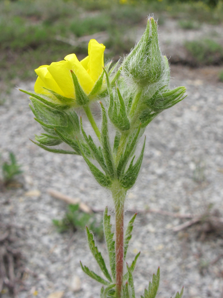 Изображение особи Potentilla callieri.