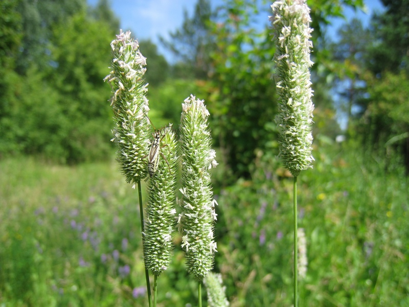 Image of Phleum pratense specimen.