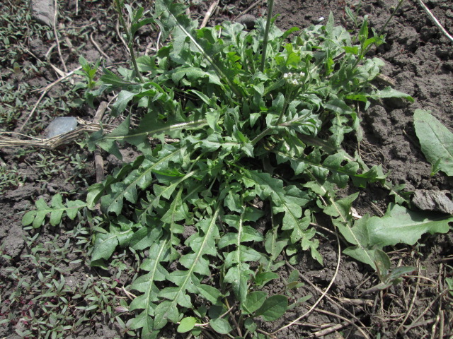 Image of Capsella bursa-pastoris specimen.
