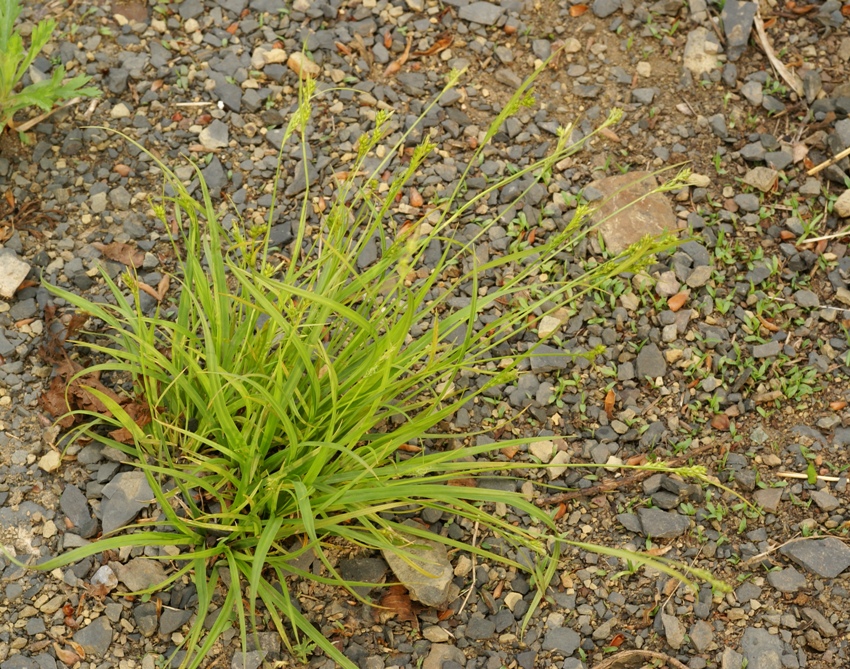 Изображение особи Carex leucochlora.