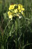 Erysimum carniolicum. Верхушка цветущего растения с сидящим насекомым. Словения, регион Нижняя Посавска, окр. дер. Planina v Podbočju, сухой луг. 12.05.2014.