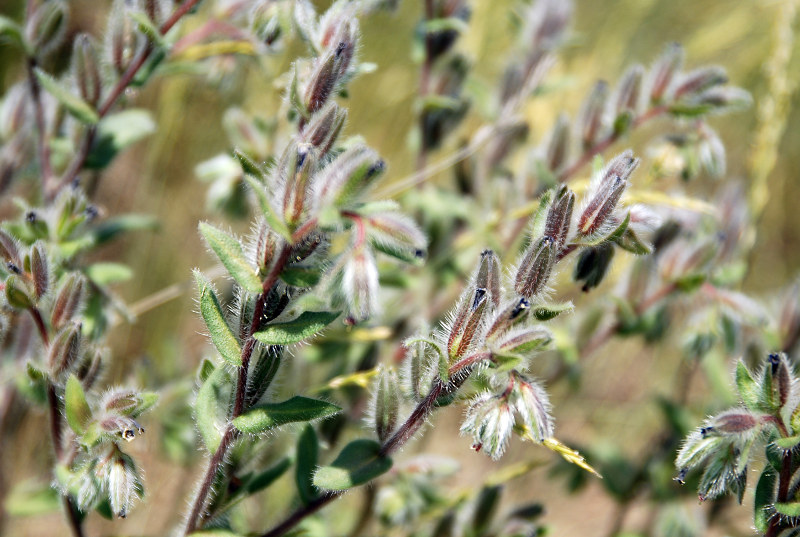 Image of Onosma polychroma specimen.