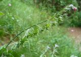 Cynoglossum officinale. Соцветие с завязавшимися плодами. Ставропольский край, г. Кисловодск, дорога на Малое Седло, на высоте около 1030 м н.у.м. (43°53′57,19″ с.ш., 42°44′52,38″ в.д.). 04.06.2014.