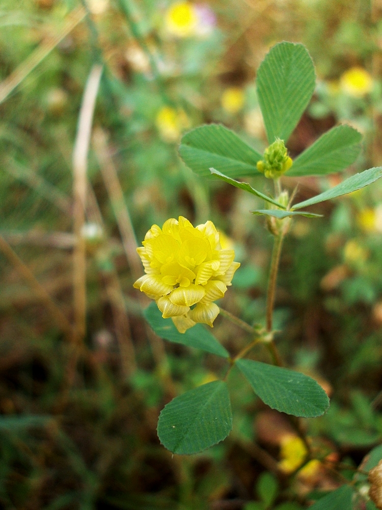 Image of Trifolium campestre specimen.