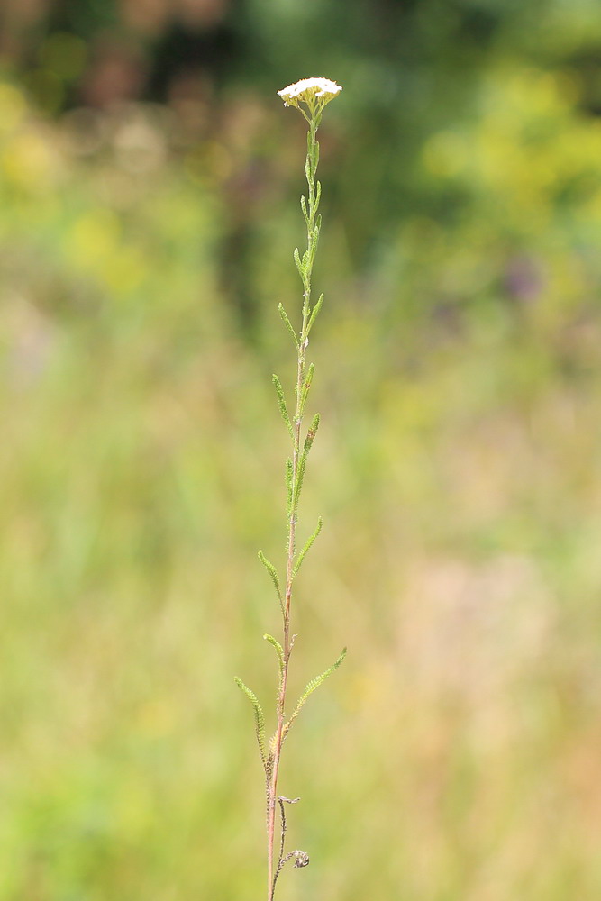 Image of genus Achillea specimen.