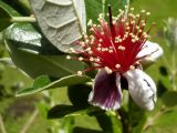 Feijoa