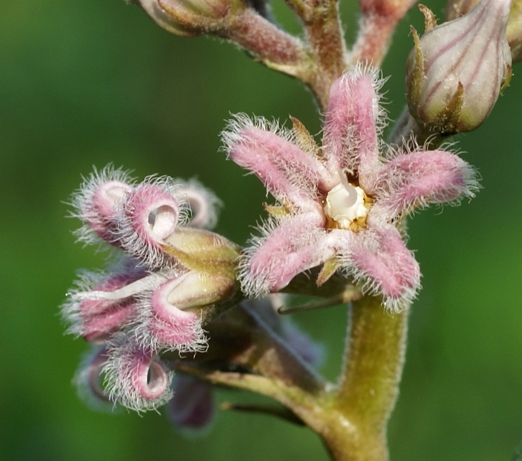 Image of Metaplexis japonica specimen.