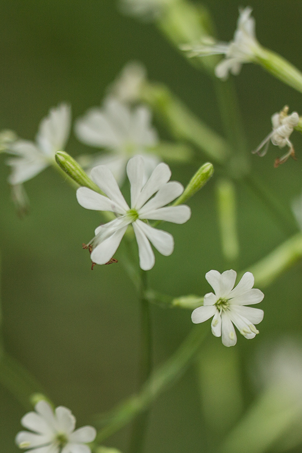 Изображение особи Silene italica.