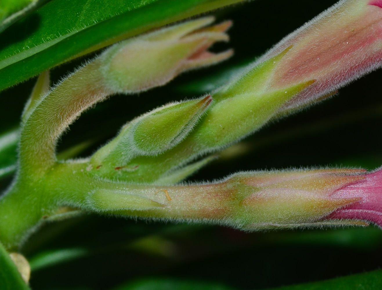 Image of Adenium obesum specimen.