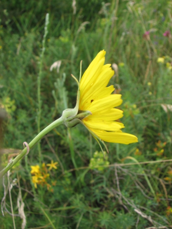 Изображение особи Tragopogon ucrainicus.