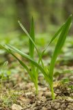 Colchicum umbrosum