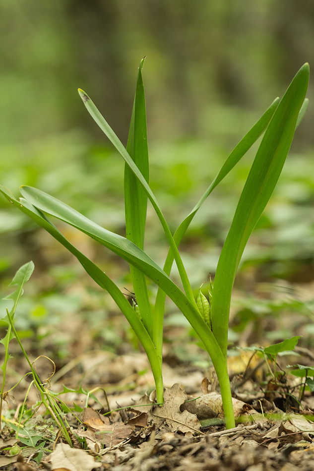 Изображение особи Colchicum umbrosum.